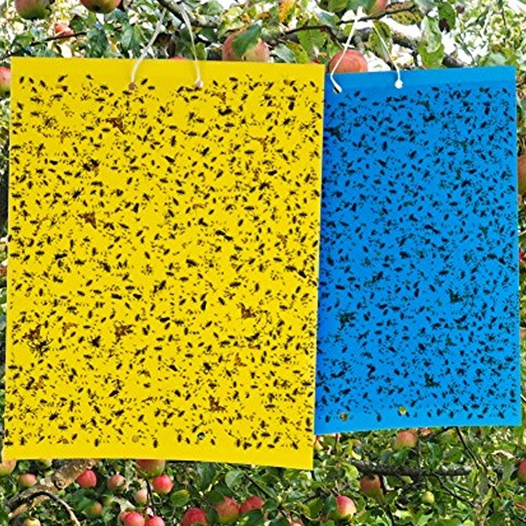STICKY PAD (YELLOW/BLUE)